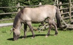 Equus ferus -  1. Fund