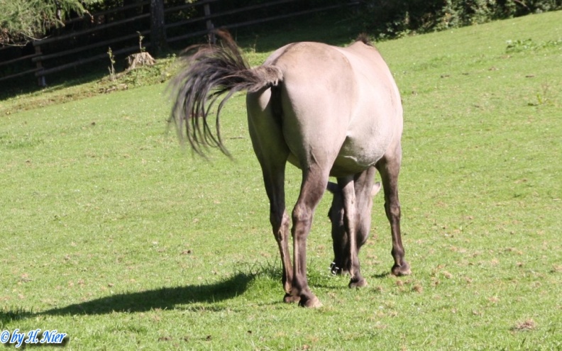 Equus ferus -  1. Fund
