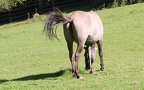 Ordnung Perissodactyla (Mesaxonia) (Owen, 1848)