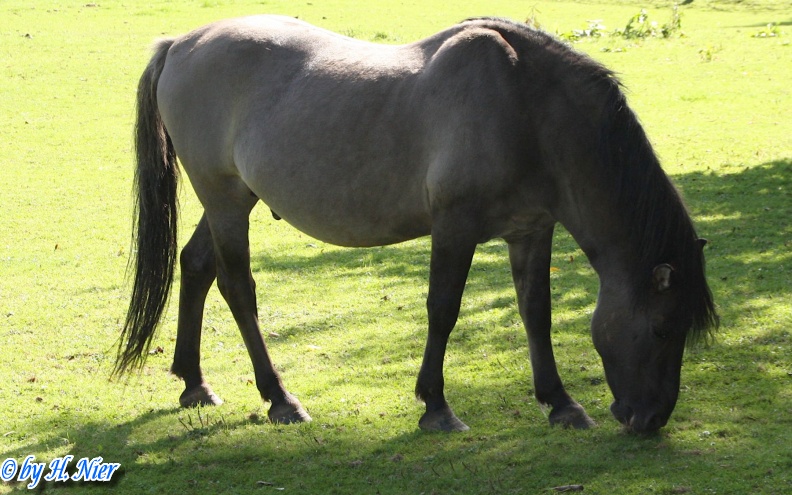 Equus ferus -  1. Fund
