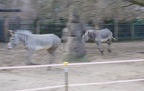 Equus grevyi -  1. Fund