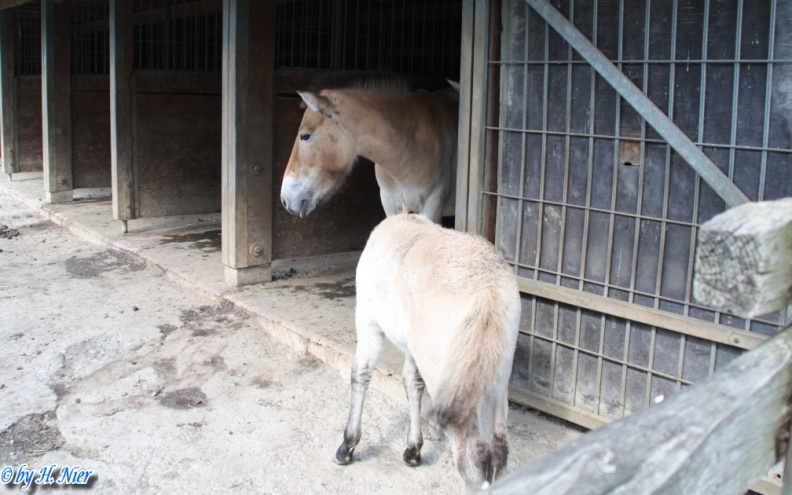 <a href='picture.php?/12737/category/4487'>Equus przewalskii - 1. Fund</a> Equus przewalskii - 1. Fund