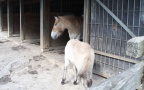 Equus przewalskii - 1. Fund - Gefunden in Deutschland (Hessen)Im Wildpark „Tiergarten Weilburg“. Equus przewalskii - 1. Fund
