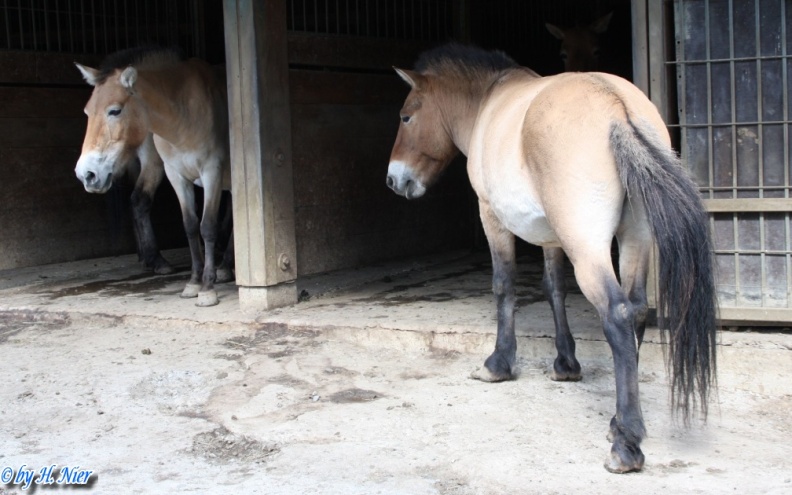 <a href='picture.php?/12738/category/4487'>Equus przewalskii - 1. Fund</a> Equus przewalskii - 1. Fund