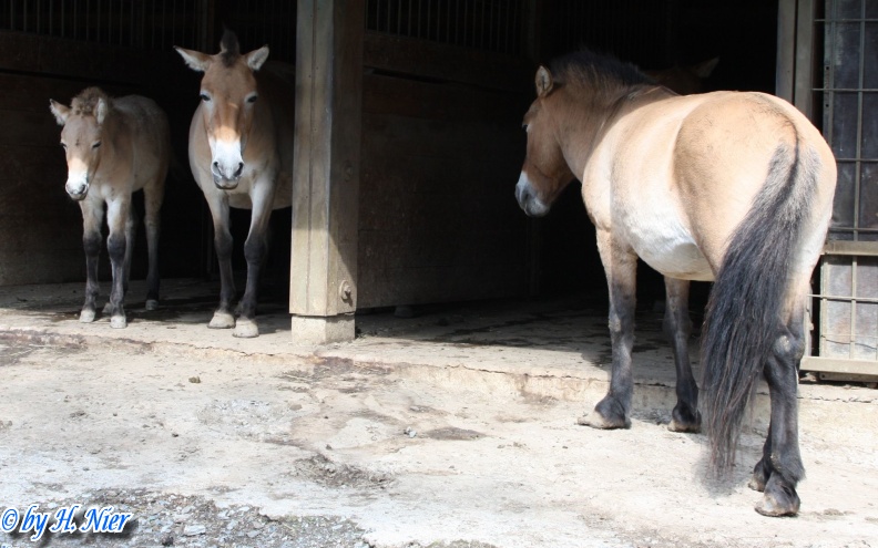 <a href='picture.php?/12739/category/4487'>Equus przewalskii - 1. Fund</a> Equus przewalskii - 1. Fund