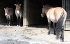 Equus przewalskii - 1. Fund - Gefunden in Deutschland (Hessen)Im Wildpark „Tiergarten Weilburg“. Equus przewalskii - 1. Fund