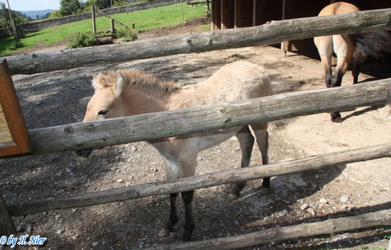 Equus przewalskii -  1. Fund