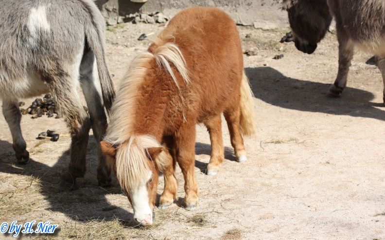Equus przewalskii f. caballus -  1. Fund