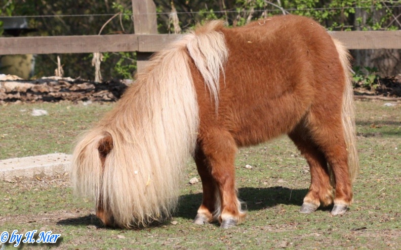 Equus przewalskii f. caballus -  1. Fund