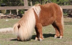 Equus przewalskii f. caballus -  1. Fund