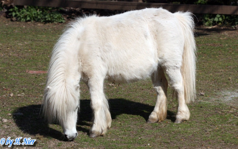 Equus przewalskii f. caballus -  1. Fund
