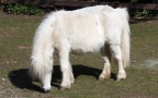 Equus przewalskii f. caballus -  1. Fund