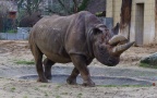 Diceros bicornis minor -  1. Fund