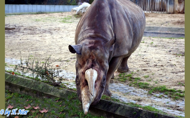 Diceros bicornis minor -  1. Fund