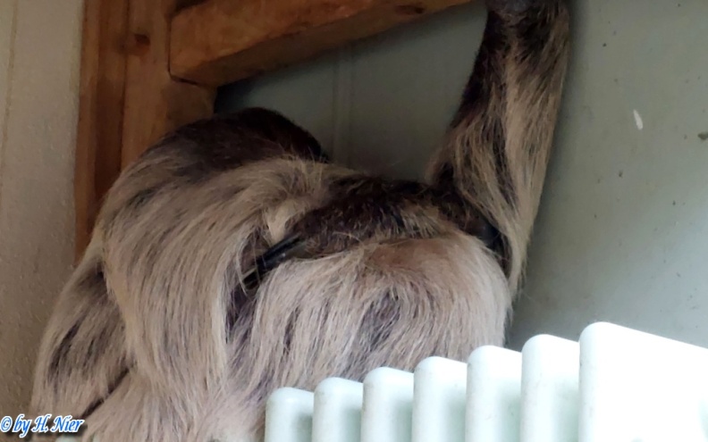 Choloepus didactylus -  2. Fund