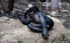 Ateles hybridus -  1. Fund