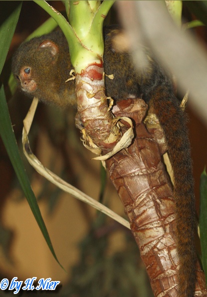 Cebuella pygmaea -  1. Fund