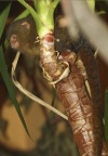 Cebuella pygmaea -  1. Fund