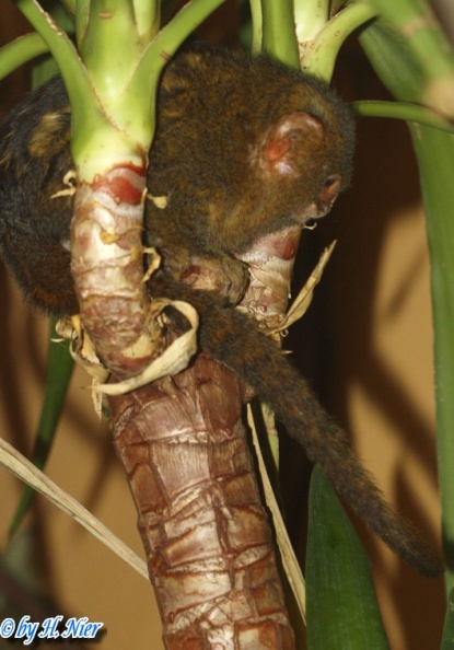 Cebuella pygmaea -  1. Fund