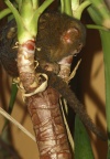 Cebuella pygmaea -  1. Fund