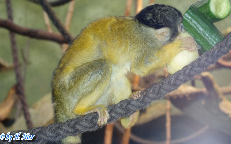 <a href='picture.php?/15298/category/5668'>Saimiri boliviensis boliviensis - 1. Fund</a> Saimiri boliviensis boliviensis - 1. Fund