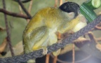Saimiri boliviensis boliviensis - 1. Fund - Gefunden in Deutschland (Hessen)Im „Zoo Frankfurt“ in Frankfurt / Main. Saimiri boliviensis boliviensis - 1. Fund
