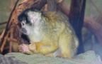 Saimiri boliviensis boliviensis - 1. Fund - Gefunden in Deutschland (Hessen)Im „Zoo Frankfurt“ in Frankfurt / Main. Saimiri boliviensis boliviensis - 1. Fund