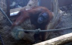 Pongo abelii -  1. Fund