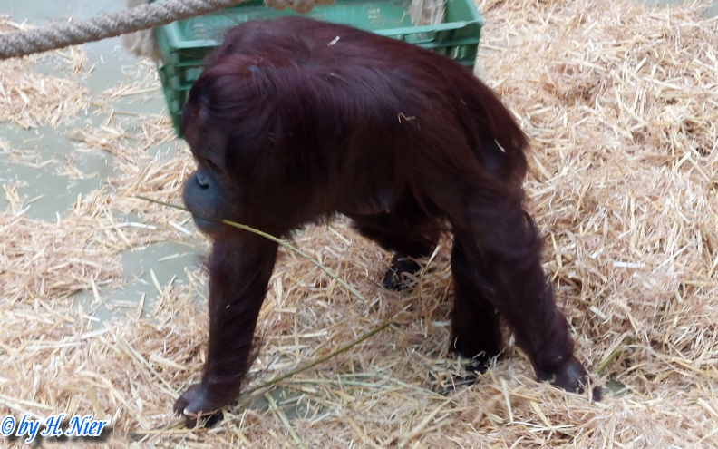 Pongo abelii -  2. Fund