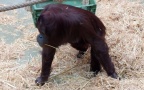 Pongo abelii -  2. Fund