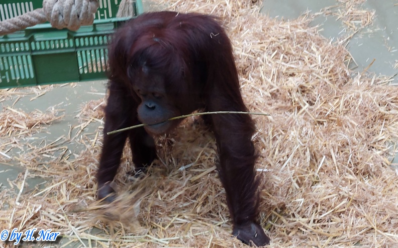 Pongo abelii -  2. Fund