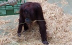 Pongo abelii -  2. Fund