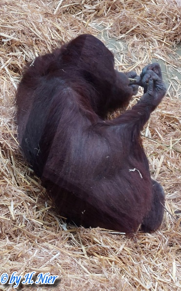 Pongo abelii -  2. Fund