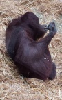 Pongo abelii -  2. Fund