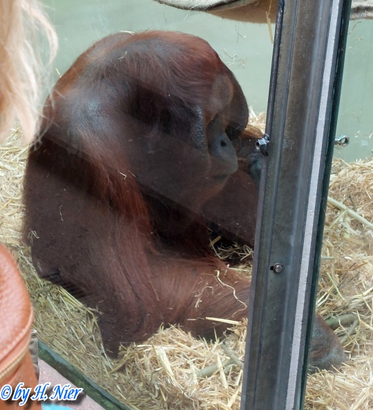 Pongo pygmaeus -  1. Fund (Männchen)