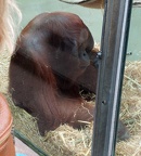 Klasse Mammalia (Linnæus, 1758)