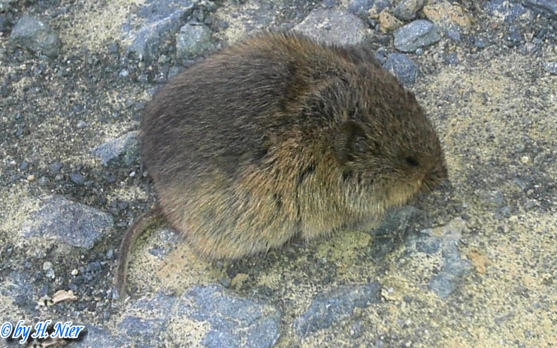 Microtus arvalis -  1. Fund