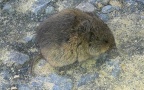 Microtus arvalis -  1. Fund