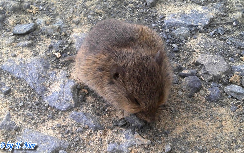 Microtus arvalis -  1. Fund