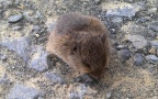 Microtus arvalis -  1. Fund