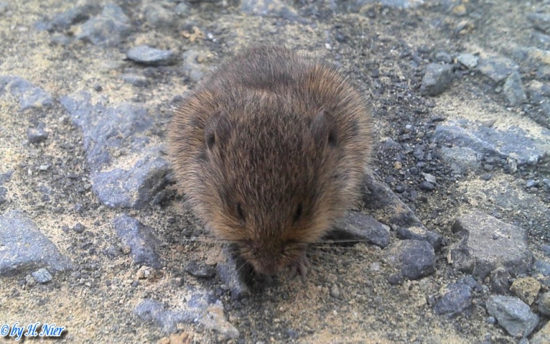 Microtus arvalis -  1. Fund