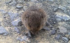 Microtus arvalis -  1. Fund