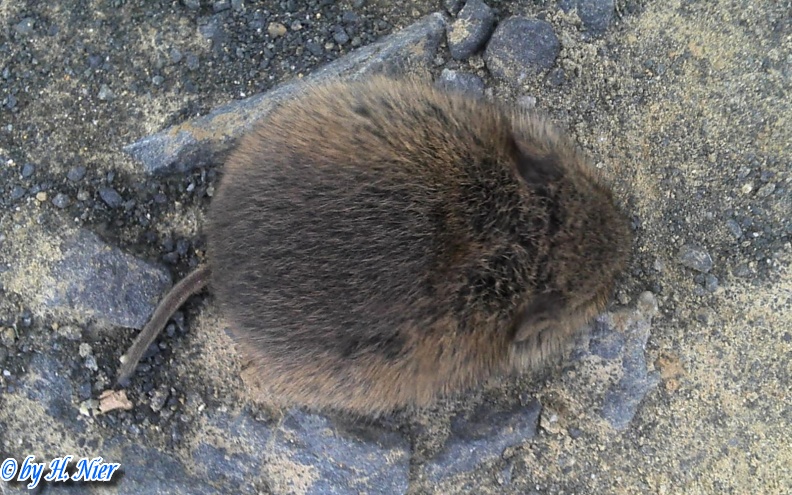 Microtus arvalis -  1. Fund