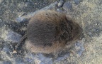 Microtus arvalis -  1. Fund