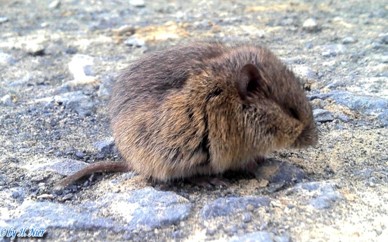 Microtus arvalis -  1. Fund