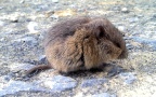 Microtus arvalis -  1. Fund