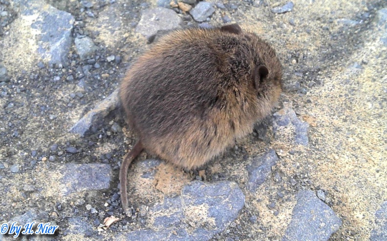 Microtus arvalis -  1. Fund