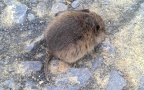 Microtus arvalis -  1. Fund