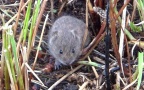 Microtus arvalis -  2. Fund (Juvenil)