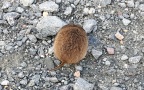 Microtus arvalis -  3. Fund